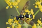 Tenthredo amonea Tenthredo amonea
