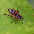 Commenti e critiche gradite! Iso1000, 1/250sec. f/14. a mano libera.