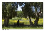 Primavera Primavera
