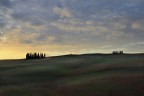 cipressi all'alba cipressi all'alba