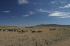 Masai Mara panoramico Masai Mara panoramico