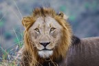 leone leone