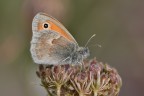 Coenonimpha pamphilus Coenonimpha pamphilus