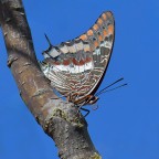 E' la mia unica ninfa del corbezzolo, incontrata per caso nel 2022 al lago grande di Portonovo (AN) dove ero andato per caccia fotografica. Avevo il 300+1,4x, quindi  una macro atipica, fatta con quello che avevo in mano. Ma  la mia unica ninfa e...me la tengo.