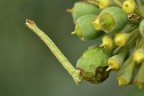 La macrofotografia per me  ricerca e documentazione. Tra le foglie dell'edera ho scovato questo minuscolo bruco che assume spesso una posizione rettilinea. Iso1000, 1/250sec. f/10, mano libera. Commenti e critiche gradite!