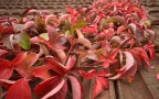 foliage foliage