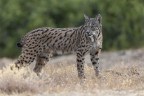 lince Iberica lince Iberica
