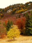 Autunno nella Valle del Cheserle al Rifugio Lancia Autunno nella Valle del Cheserle al Rifugio Lancia