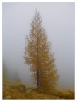 larice autunnale nella nebbia