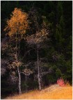 Dettagli di bosco d'ottobre Dettagli di bosco d'ottobre