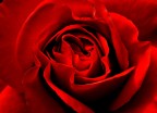 Rosa rossa semplicemente Rosa rossa semplicemente