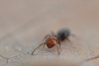 Solenopsis invicta Solenopsis invicta