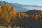 Larici Larici