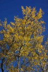 Colori Colori