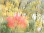 autunno creativo sui colli Berici autunno creativo sui colli Berici