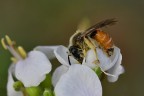 Apis mellifera Apis mellifera