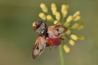 Tachinide Tachinide