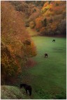 Piccoli cavalli al pascolo autunnale Piccoli cavalli al pascolo autunnale