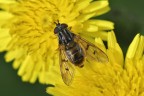 Ferdinandea su fiore giallo Ferdinandea su fiore giallo