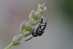 Bicyrtes quadrifasciatus Bicyrtes quadrifasciatus