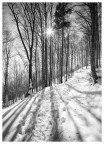 controluce nel bosco innevato controluce nel bosco innevato