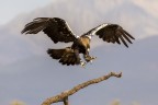 Aquila imperiale Aquila imperiale