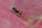 Crematogaster (formica testa rossa) Crematogaster (formica testa rossa)
