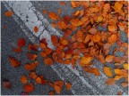 autunno sull'asfalto cittadino autunno sull'asfalto cittadino