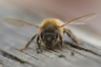 Apis mellifera Apis mellifera