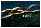 A1 A1