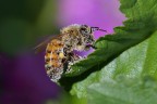 Ape impollinatrice Ape impollinatrice