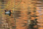 Riflessi d'autunno Riflessi d'autunno