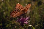 Macro_14Set2025_4 Macro_14Set2025_4
