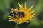 Eristalis tenax Eristalis tenax