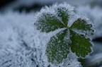 brina su verde brina su verde