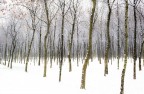 La neve La neve