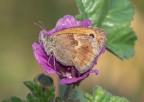 Macro_07Set2025_7 Macro_07Set2025_7