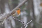 Pettirosso invernale Pettirosso invernale