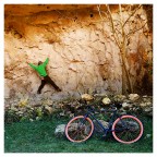 Alla storica Palestra di roccia dei CAI di Vicenza. Localit� Gogna, Colli Berici, periferia della citt�. Gennaio 2026