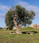 L'ulivo L'ulivo