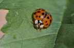 Coccinella arlecchino Coccinella arlecchino