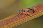 Lygaeus equestris Lygaeus equestris