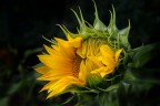 Il girasole Il girasole