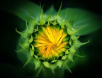 Il girasole_2 Il girasole_2