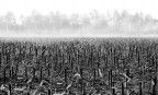 Il novembre Il novembre