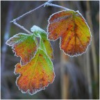 foglioline rosicchiate al gelo invernale foglioline rosicchiate al gelo invernale