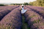 Lavanda Lavanda