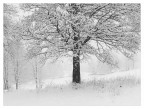 candore invernale candore invernale