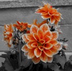 Canon Ixus 50 - modalit� MyColor