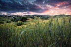 Tu sei pazzo mica Van Gogh Tu sei pazzo mica Van Gogh